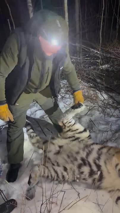 «Конфликтную» амурскую тигрицу отловили вблизи посёлка Долми в Хабаровском крае