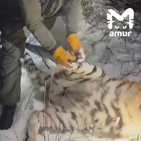 Наглую тигрицу, съевшую собаку в доме, отловили в Хабаровском крае