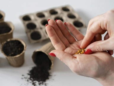 Как защитить свой урожай: секреты выбора качественных семян