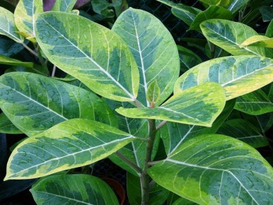 ������� ������ ������� � ������ ����������