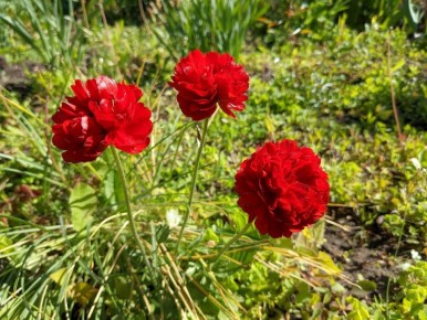 ��� ������ ������� ���������� ���������� ������������ �����������