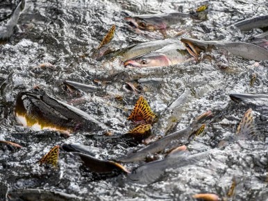 �������������� ������ ��� � �������������� ��������� �� ������������ ���� � ������ �������� 6,8 ���� ���