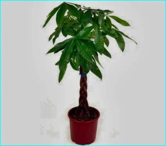 ������: ��������� ��������, ������������ ����� � ��������