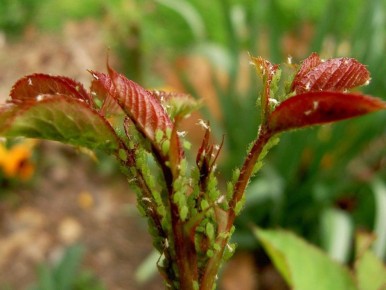 ������������� ����: ��� �������� ������������ �������� �� ���������� ����� ������