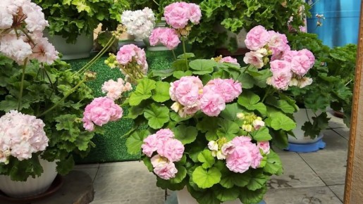 ������: ������, ������� ����� �������� ���� �����