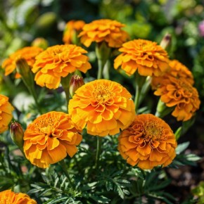 ���� ������ ���������, ������� ������� ��� ��� �� ����� �������