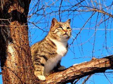 ������ � ����������� ���� ���������