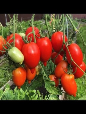 ������� �����������: ��������� ����� ��� ������ �������