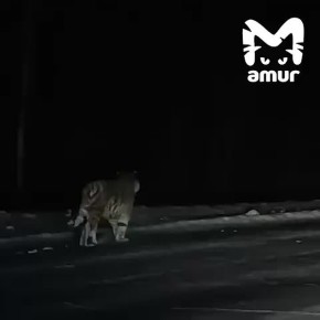 Тигрёнка чуть не сбила машина под Хабаровском