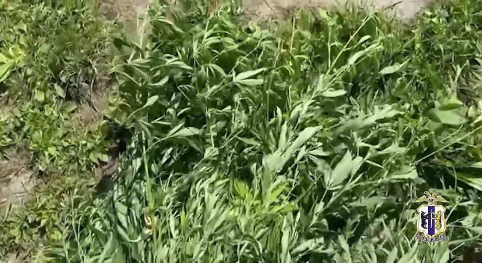 В Хабаровске вынесен приговор местному жителю по уголовному делу о незаконном культивировании и хранении наркосодержащих растений