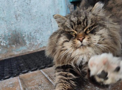 ������ � ����������� ���� ���������