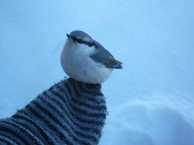 ������ � ����������� ���� ���������