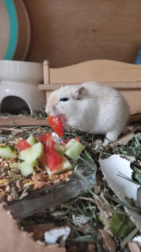 Насколько приятно быть подругой песчанки?