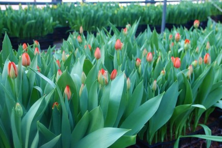 � ���������� ��� ������ ���������� � �������������� �������� ���