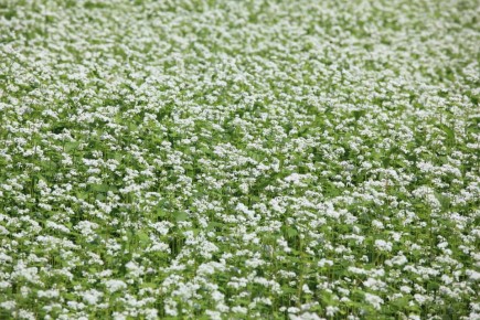 �������: ������� ������� ����� � ����������� �������