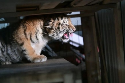 ����������� ��������� � 2025 ���� ������� �������� ����� ������ ��������