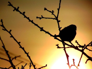 ������ � ����������� ���� ���������