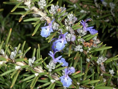 �������� � ����: ��������� ������ �� ����������� � ������ ��� ����