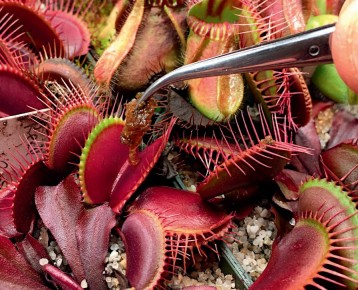 Понимание грунта венериной мухоловки: мифы и реальность