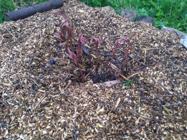 Мульчирование почвы в саду и огороде: простой гид по выбору материала