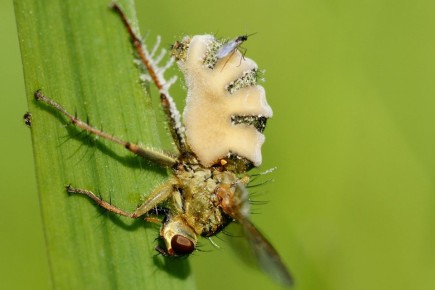 ����� � ����: ��������� ���������� �������� ����� ������� � �����������