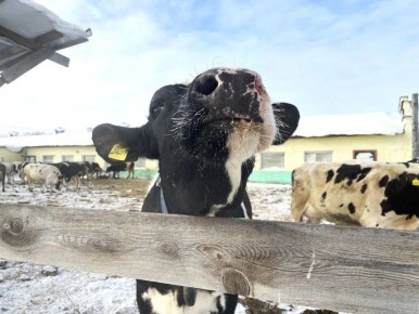 ����������� �� ������������ ������ � ����������� ���� �������� ������� ������������