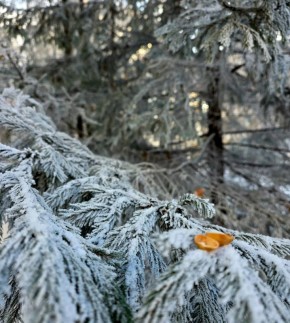 ������ � ����������� ���� ���������