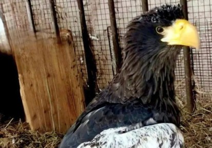 Самка белоплечего орлана из Хабаровска едет к жениху в Екатеринбург