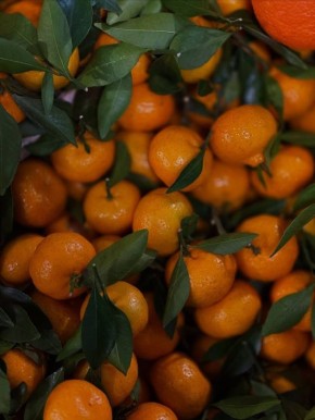 ���������� � ��������� ����������� ���������