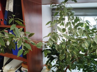 ������ �������� � ����� - ���� � �������� ������?