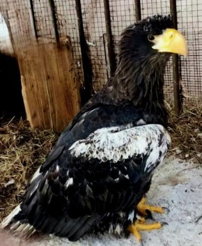 ������ �� ������� ������������ ������� � �������