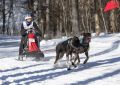 Гонки на собачьих упряжках пройдут в селе Воронежское-1