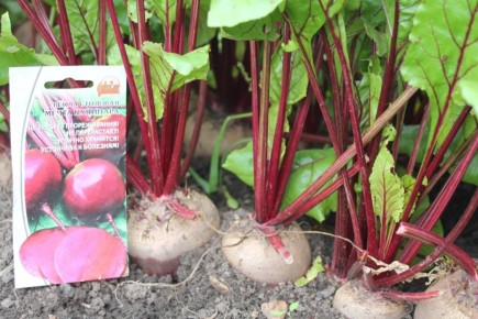 Свекла Мечта кулинара: путь к идеальному борщу