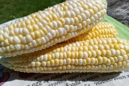 Как быстро разделать кукурузу без мусора: вертикальный способ с кастрюлей