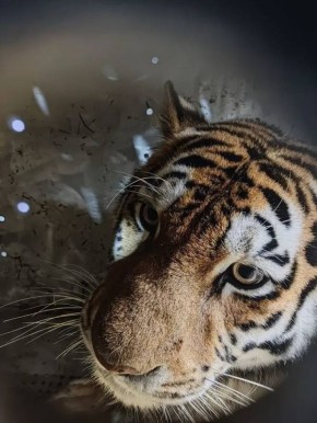 В Хабаровском крае выпустили в дикую природу амурскую тигрицу с тремя тигрятами