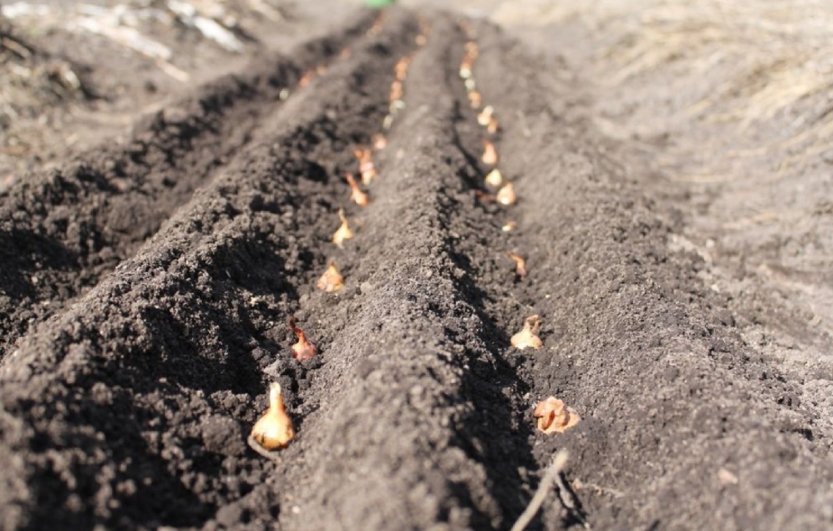 Успех зимней посадки лука: секреты и советы для идеального урожая