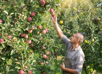 Выбираем плодовые культуры в Хабаровском крае с учётом зон плодоводства
