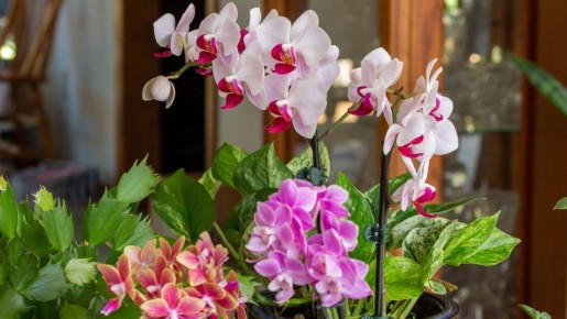 ����������� ������� �� ���������: ��� ���������� ������ ������ ����� ��