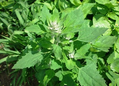 ��� ���������� �� ��������: ������������ ������ ������� ��� ������ ����