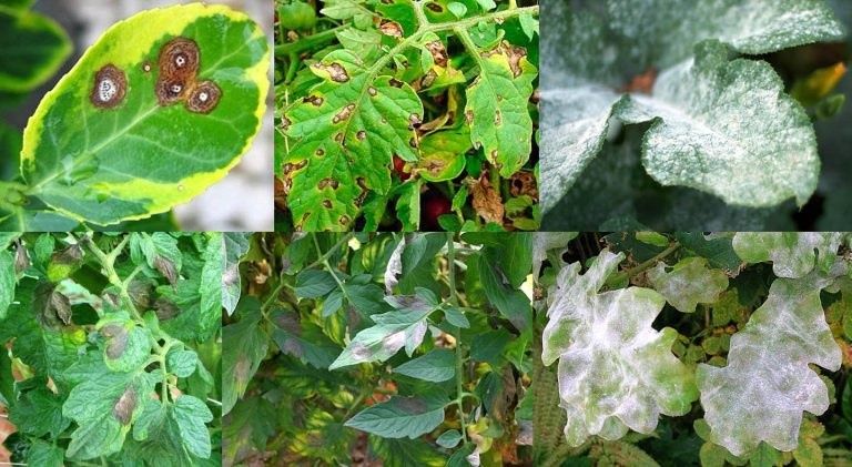 Как эффективно бороться с грибковыми заболеваниями растений?