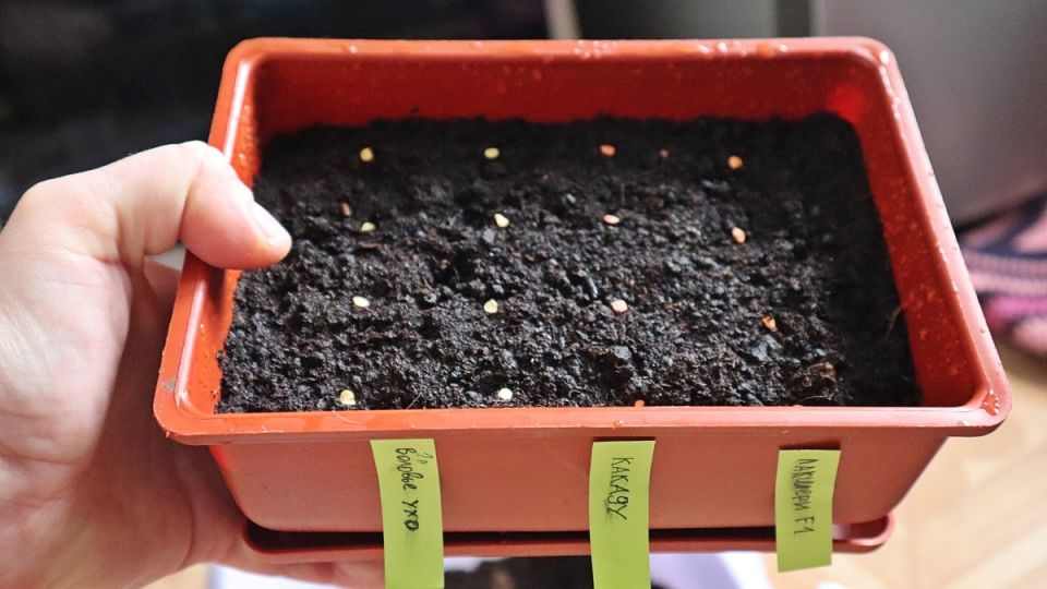 Когда стоит сажать сладкий перец: советы по регионам