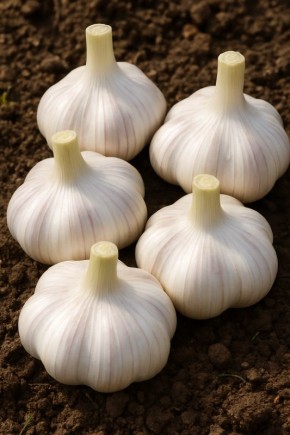 ��� ������� ��������� ������ ��� ������� ������� ������