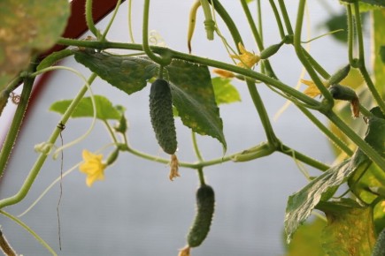 ������� ��������� ����� �� �������� � �������