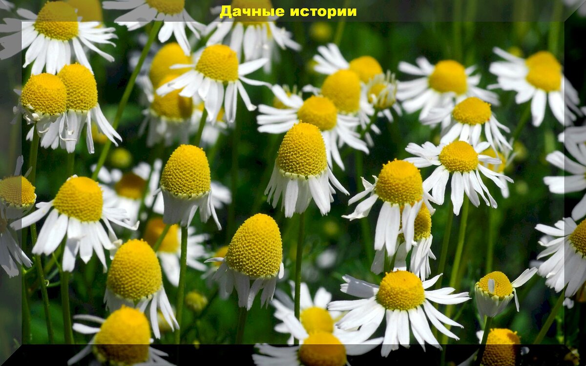 Цветы, которые защитят ваш урожай: полезные растения для дачи