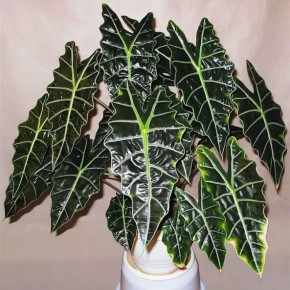 Опасные соседи: ядовитые комнатные растения и способы защитить детей и животных