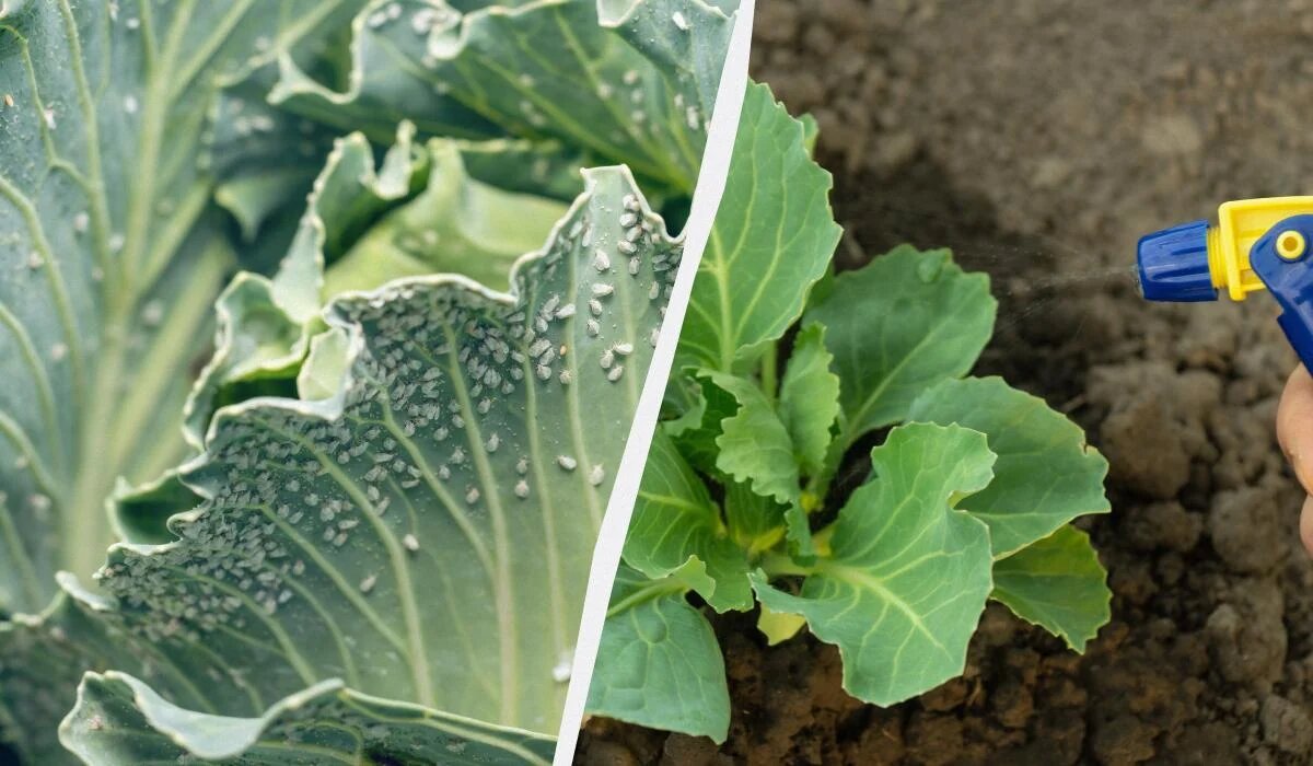 Как победить белокрылку на капусте: эффективные народные рецепты