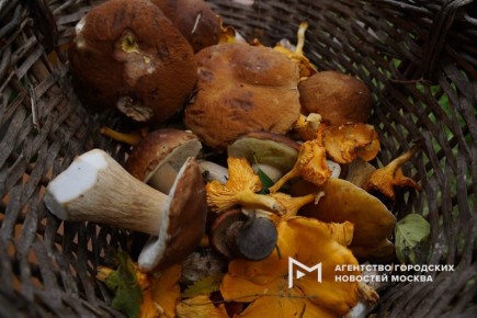 Грибной бум заполонил столичный регион