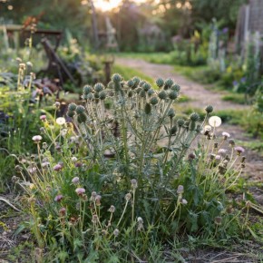 Как просто предотвратить появление сорняков в вашем саду