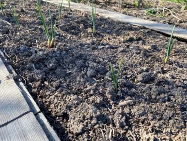 Если озимый чеснок пророс осенью: не паникуйте и действуйте правильно