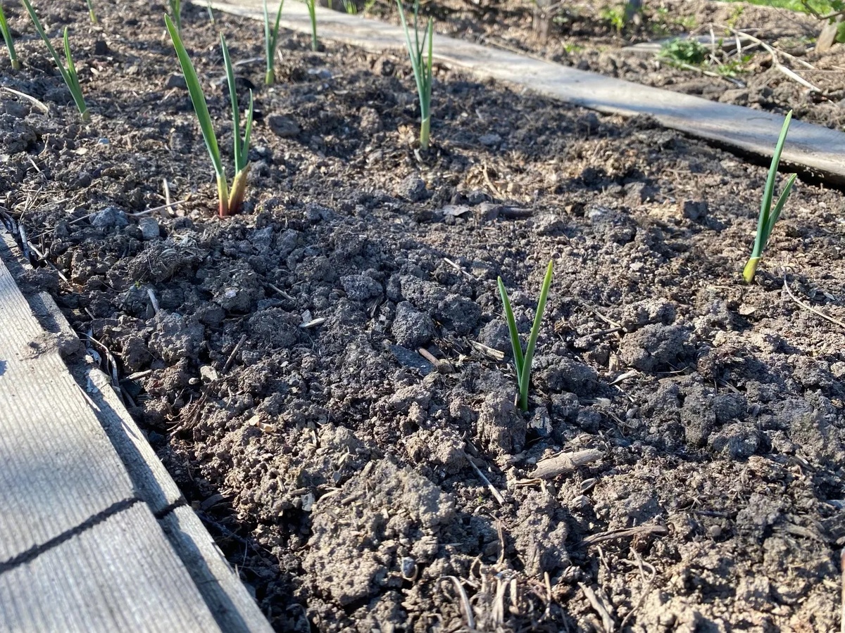 Если озимый чеснок пророс осенью: не паникуйте и действуйте правильно